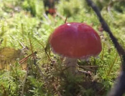 gmina Kolsko Casa | Żurawisko - Domki wśród natury