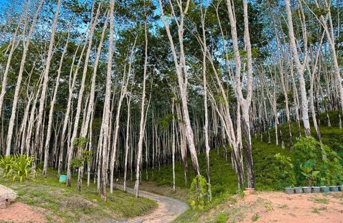 Phang Nga Otro | ควนก๋งทุ๋ย Grandpa Hill Thailand