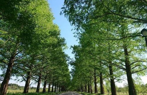 Mikata-gun Villa | 滋賀高島1A,1日1組限定の隠れ宿,けしきのお宿メタセコイアの森,素泊りプラン朝夕なし,琵琶湖sup,女子大興奮おしゃれ一棟貸グランピング