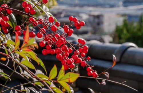 Kurashiki Casa | 玉島茶室-歴史を感じる和の空間 ペット同伴 バーベキュー可