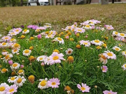 Fenglin Casa | 鳳林薔薇如画星空民宿
