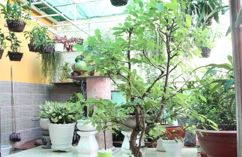 Linh Trung IEPZ Alquiler De Eote | Casa de la naturaleza | Hustal - Homestay Thu Duc, Ciudad Ho Chi Minh, Vietnam