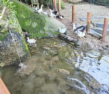 Ribeirao da Ilha Casa | 100mts beach Ribeirão da Ilha c Espaço Gourmet