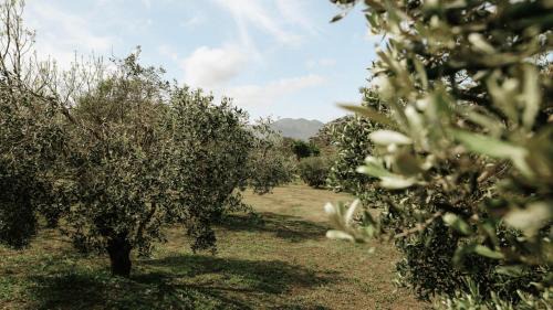 Helderberg Rural Casa | 13 Olives, Entire Grape & Olive Estate, Somerset West by Euphoric Leisure