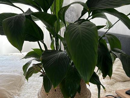 Herrenhausen Casa | 1Zim Vermietung für Messe Gäste