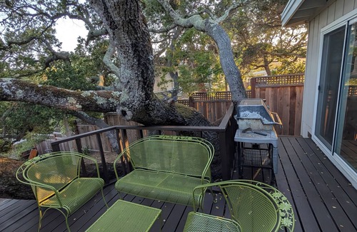 Belmont Cabaña | 2 Bedroom Treehouse Cottage
