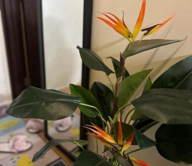 Kapitolyo Apartamento | 2BR Top Floor spacious unit in Mandaluyong
