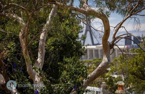 Balmain Casa | 3 Bedroom House With Large Courtyard & City Views