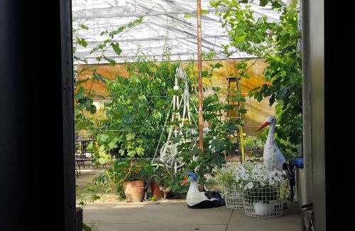 Pargas Otro | 300m2 greenhouse