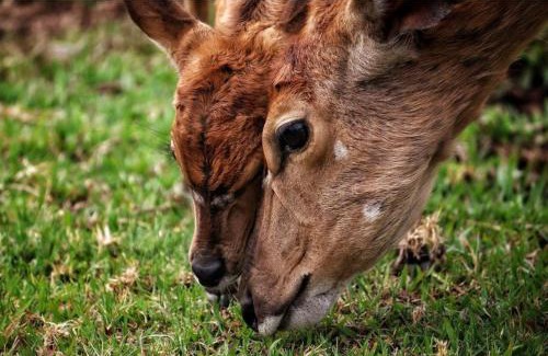 Leeupoort Cabina | 42@ Ditholo Game Lodge