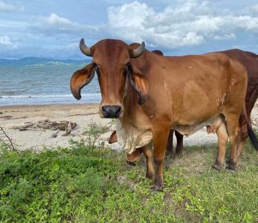 Puerto Soley Casa | 420 Crab Reservation