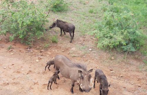 Bela-Bela Apartamento | 636 Itaga Safari Lodge, Mabalingwe Nature Reserve
