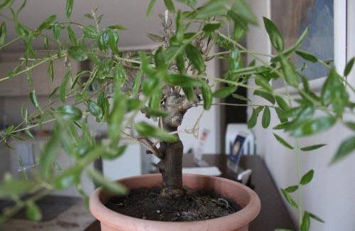 Lecce Cama Y Desayuno | A Casa di Paola B&B Lecce