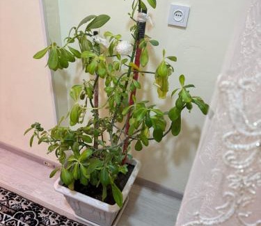 Dushanbe Apartamento | A comfortable coner in the city center