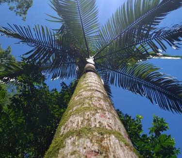 Cachoeiras de Macacu Casa | A family house in the woods of Atlantic forest