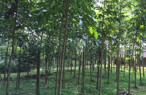 Kosgama Casa | Un ambiente tranquilo y sereno que bordea un río.