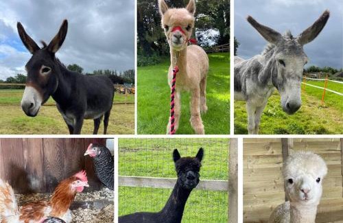 East Horrington Apartamento | A spacious rural apartment with alpacas to enjoys