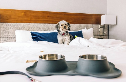 Downtown Denver Hotel | AC Hotel by Marriott Denver Downtown