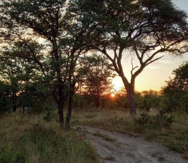 Maun Otro | Acacia Camp