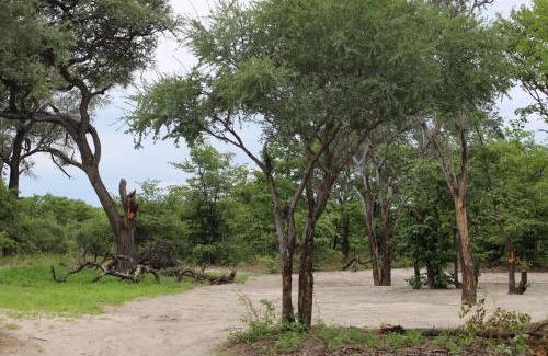 Maun Otro | Acacia Camp