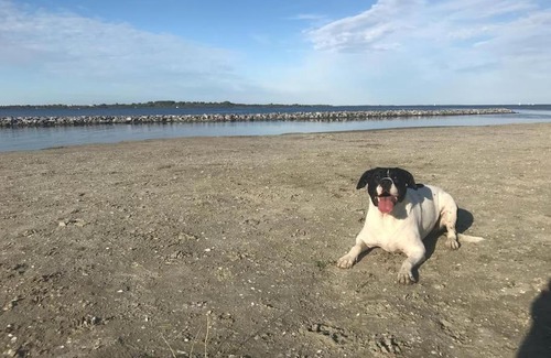 Scharendijke Casa | Achthoek78, rustige ligging minuten van het strand