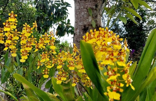 Retiro Chalet De Esquí | Acogedora casa de campo en el oriente de Antioquia