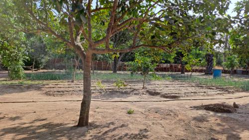 West Coast Division Casa | Adama Jarju's Horticultural Garden