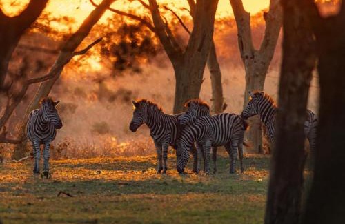 Hluhluwe Cabina | AfriCamps at Bonamanzi Game Reserve