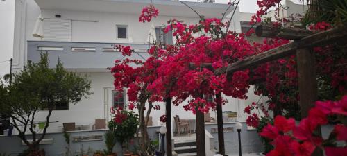 Mastichari Apartamento | Agrellis Apartments