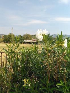 Borgo Venezia Otro | Agricampeggio Oro Verde