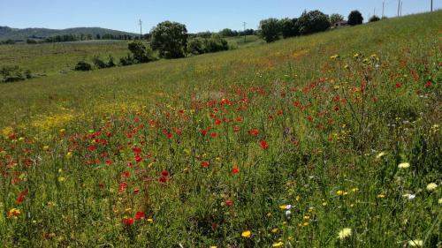 Capalbio Apartamento | Agriturismo cavallin del papa