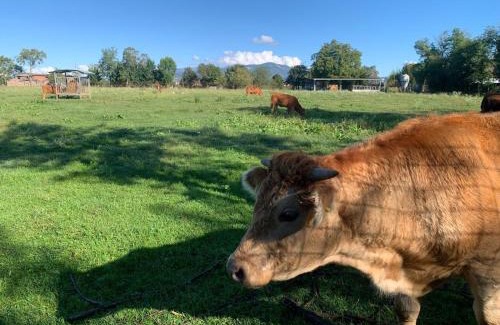 Pescantina Apartamento | Agriturismo Corte Bonetti - Appartamento i Cipressi