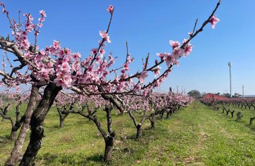 Sud-Est Casa | Agriturismo Corte Vecia Alloggio della Corte