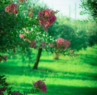 Rivarotta Casa | Agriturismo Olistella
