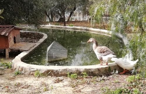 Santo Stefano al Mare Casa | Agriturismo Green House