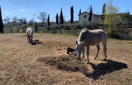 Montefalco Apartamento | AGRITURISMO LA CORTE DEI CAVALIERI