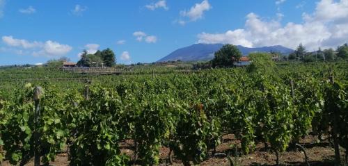 Santa Maria di Licodia Cama Y Desayuno | Agriturismo Travaglianti Alloggio Etna