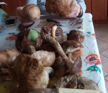 gmina Dominowo Apartamento | Agroturystyka Zacisze