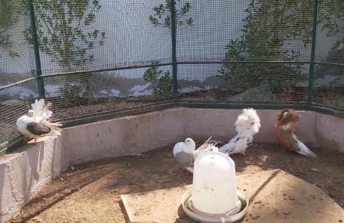 Ajman Casa | Al Maha Farm