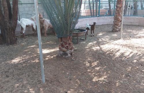 Ajman Casa | Al Maha Farm