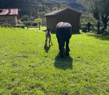 Aciera Hostal | Albergue de Aciera