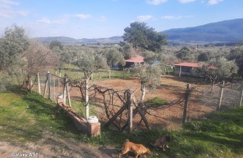 Selcuk Otro | Ali dede kamp karavan bungalow