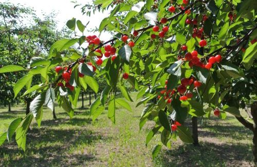 Formigine Casa | Alloggio Cantalupo