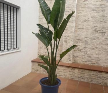 Centro de Conil de la Frontera Hotel | Alojamiento Saturno 1