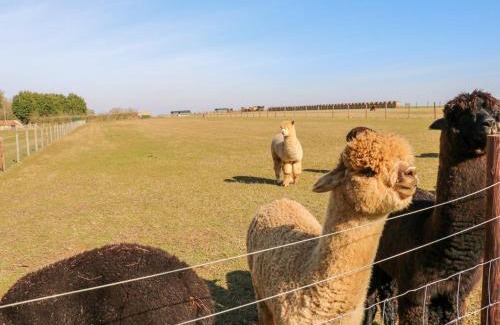Welby Casa | Alpaca Lodge