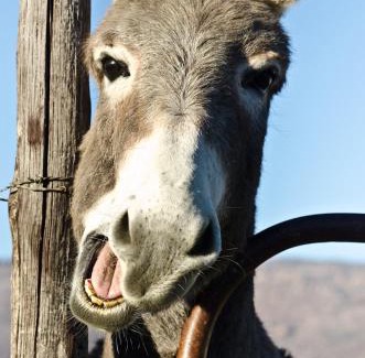 Clanwilliam Otro | Alpha Excelsior Donkey camp