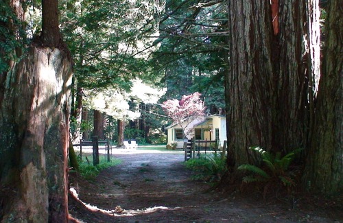 Crescent City Cabaña | Cabaña Amy's Redwood