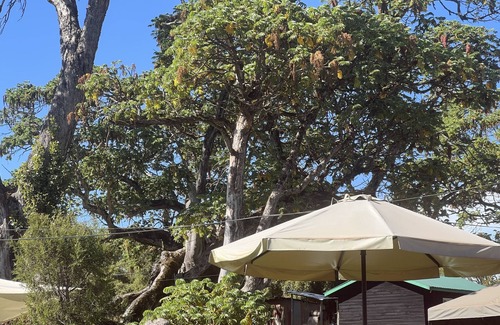 Nanyuki Cabina | Anabas Mount Kenya Lodge