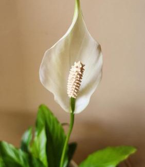 Central Province Apartamento | Anna's Bloom and Bed