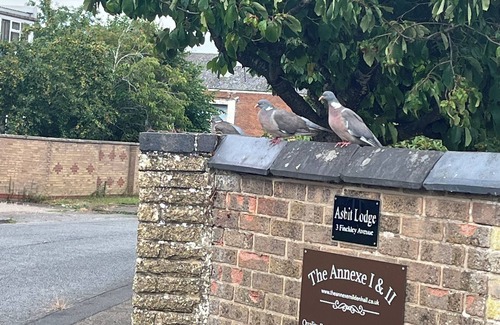 Mildenhall Casa | Annexe II 15 mins walk from Mildenhall Centre